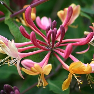 Lonicera Heckrottii Gold Flame Burgundy Climbing Plant