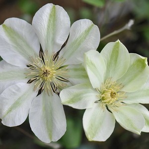 Clematis Guernsey Cream White Flowering Vine Climbing Plant