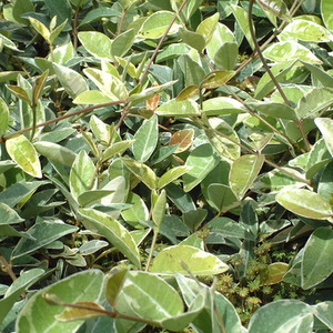Trachelospermum jasminoides Variegata
