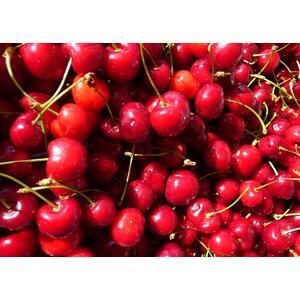 Stella Cherry Fruit Tree 5-6ft Tree in a 7.5 Litre Pot By Direct Plants