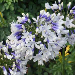 Marshalls Garden Agapanthus Plant 'Twister'