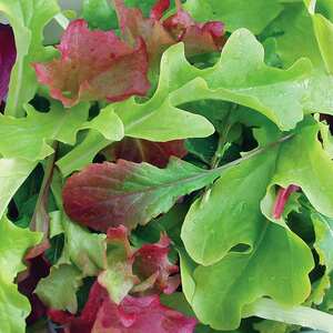 Unwins Salad Baby Leaf Seeds Mix