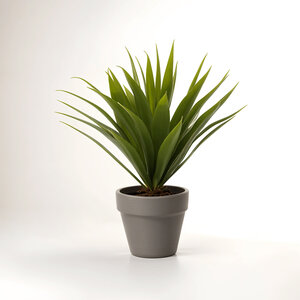 Fiori Agave Succulent in Grey Pot