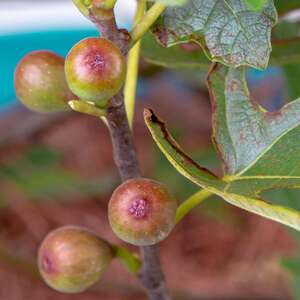 Fig 'Little Miss Figgy' Dwarf Patio Tree for Small Gardens 5 litre