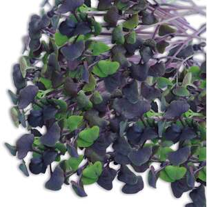 Microgreens Seeds Basil 'Dark Opal'