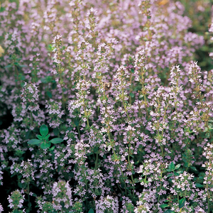 Thymus Vulgaris Thyme Herb Garden Plant 9cm Pot