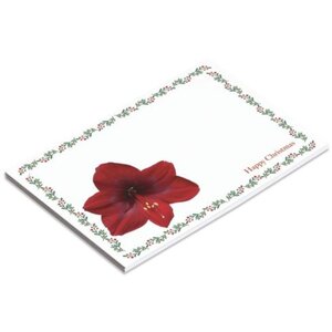 Amaryllis Christmas Card 60 Pack