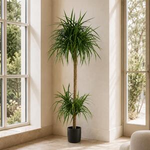 180cm Dracaena Realistic Artificial Tree Premium