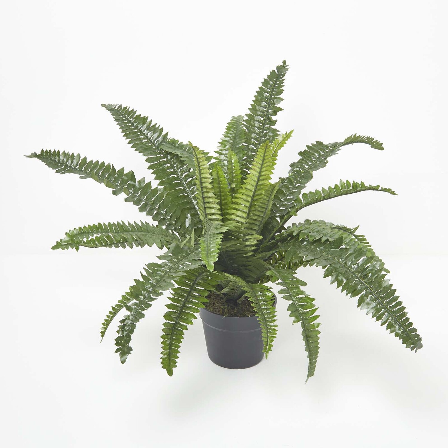 Homescapes Boston Fern in Pot, 60 cm Tall - Green