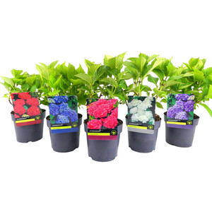 Fragaria Strawberry Plant - 40cm / Early Mix