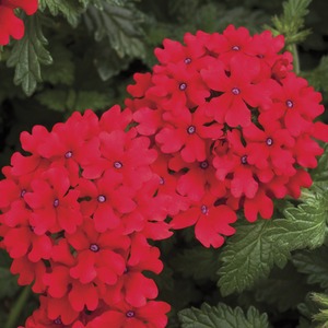 Verbena Lanai Red - 9cm Pots x 3 Vibrant Flowering Plant for Summer