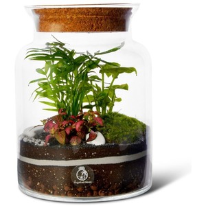 DIY Terrarium Kit with Live Plants