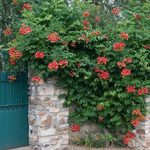 Campsis Madame Galen Chinese Trumpet Red Flowering Vine Plant