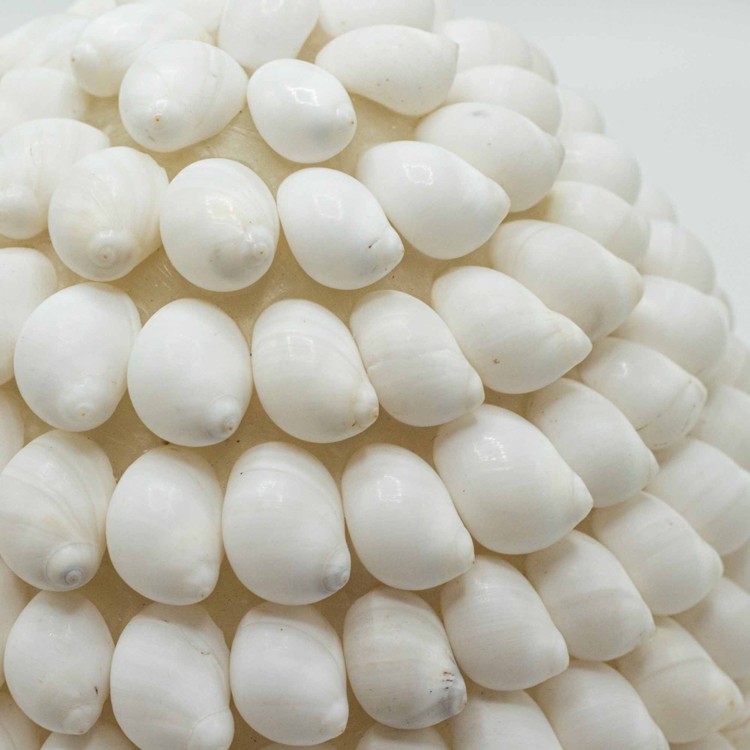 Image of Boho Sea Shell Lamp Buting Shell&hellip;