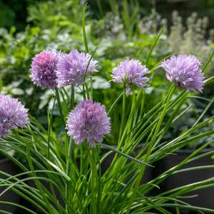 Marshalls Garden Chive Plant (Allium schoenoprasum)