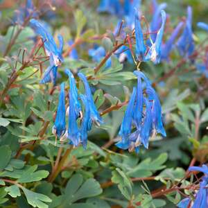 Marshalls Garden Corydalis 'Blue Heron'