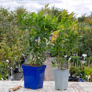 Marshalls Garden Blueberry 'Duke' Self-fertile High-yield