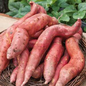 Marshalls Garden Sweet Potato Plant 'Orleans Orange'