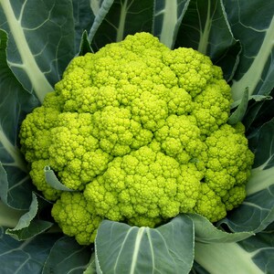 Trevi F1 Green Cauliflower Seeds - 20 Seeds, Compact 40 cm Plants, Matures in 12-13 Weeks