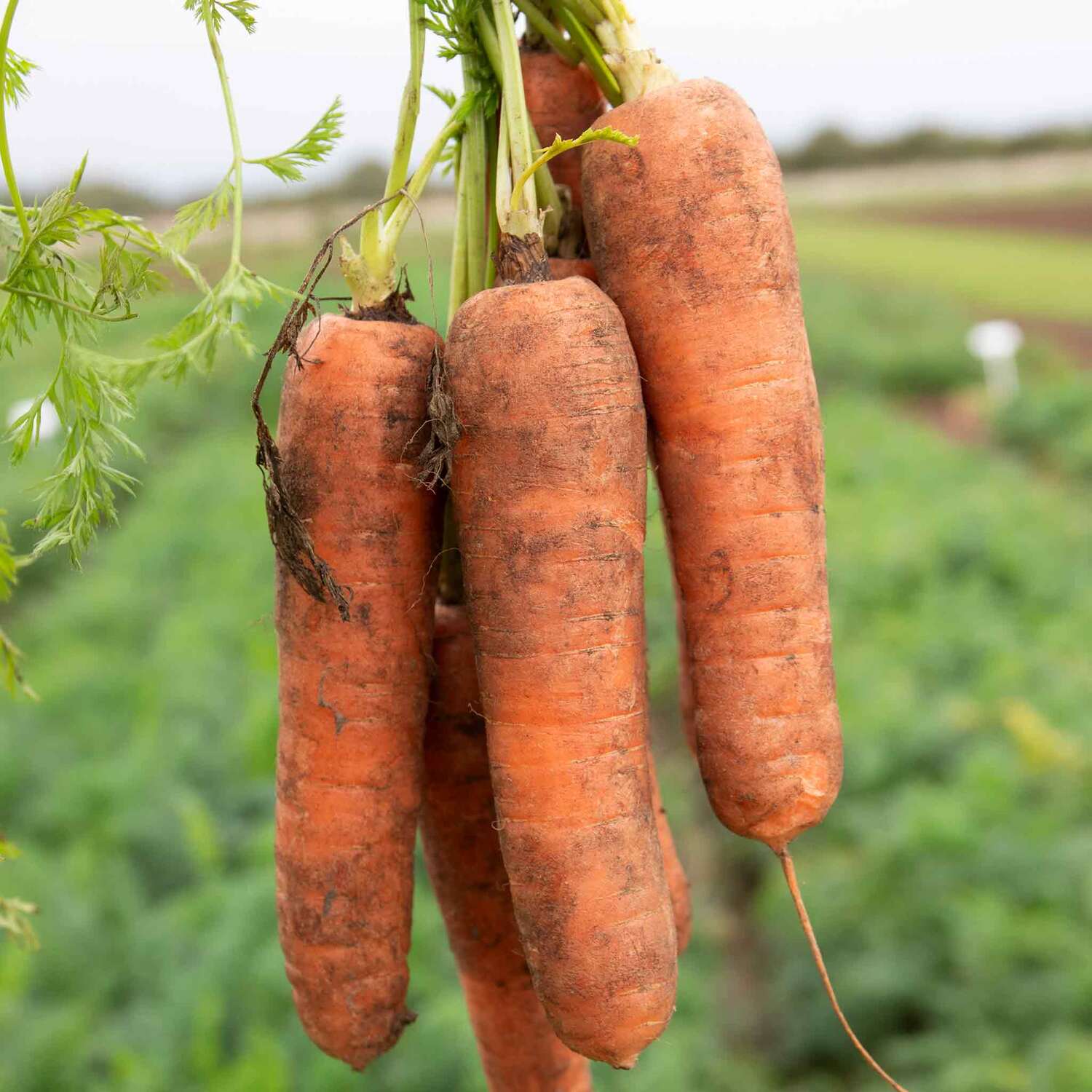 Marshalls Garden Charisma F1 Chantenay Carrot Seeds, 300 Seeds - Orange