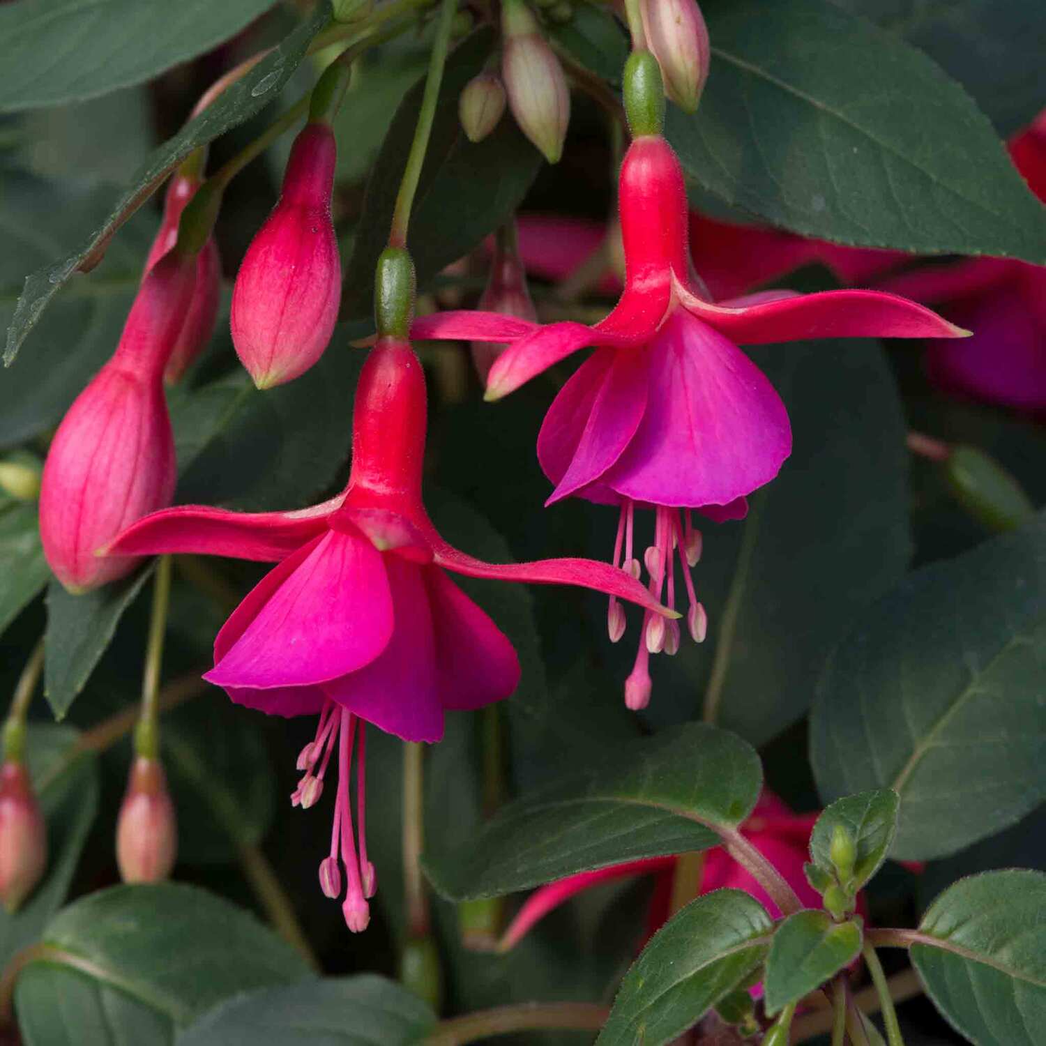 Marshalls Garden Fuchsia 'Display' - Red / 6.0