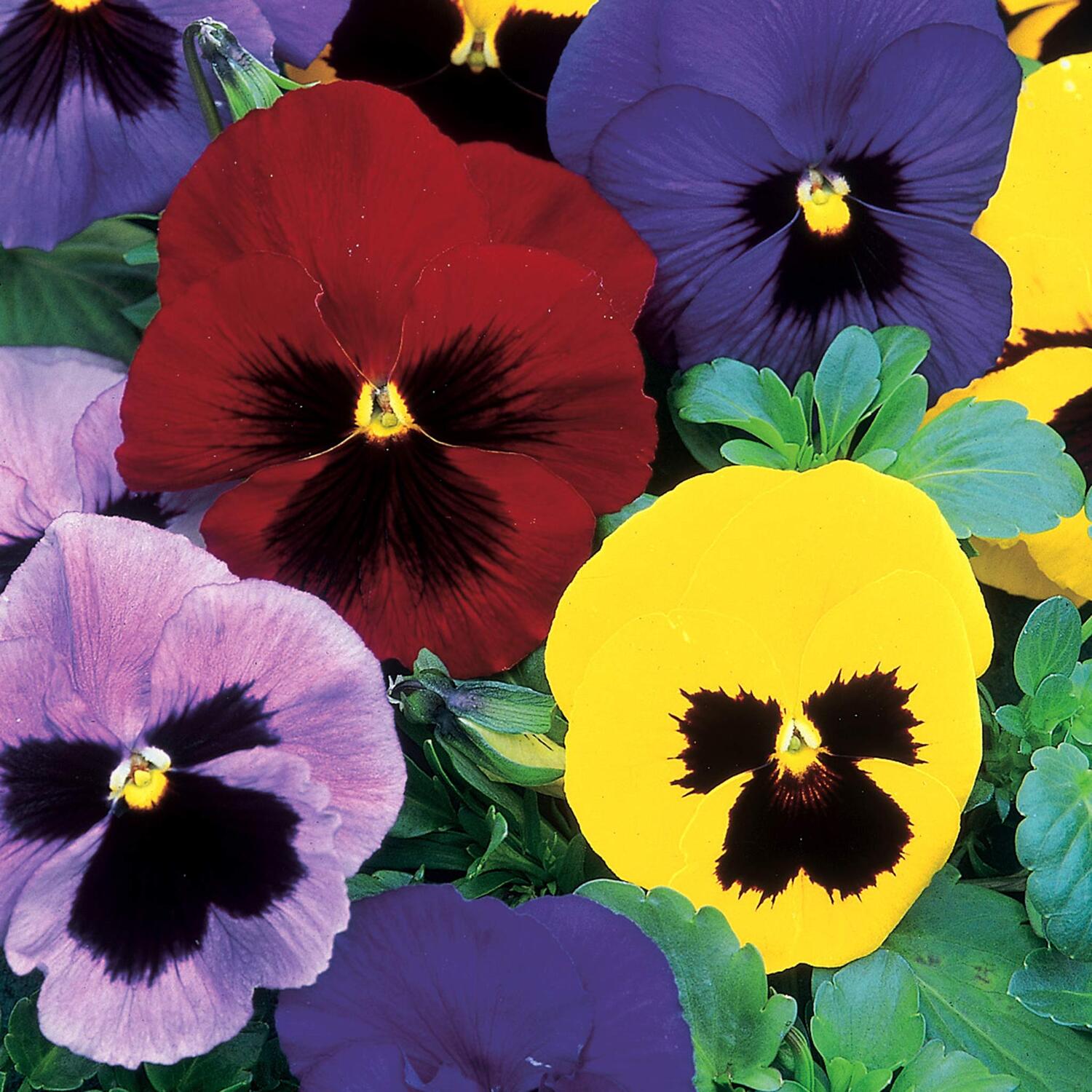 Unwins Pansy Seeds - Winter Flowering Mix - Neutral