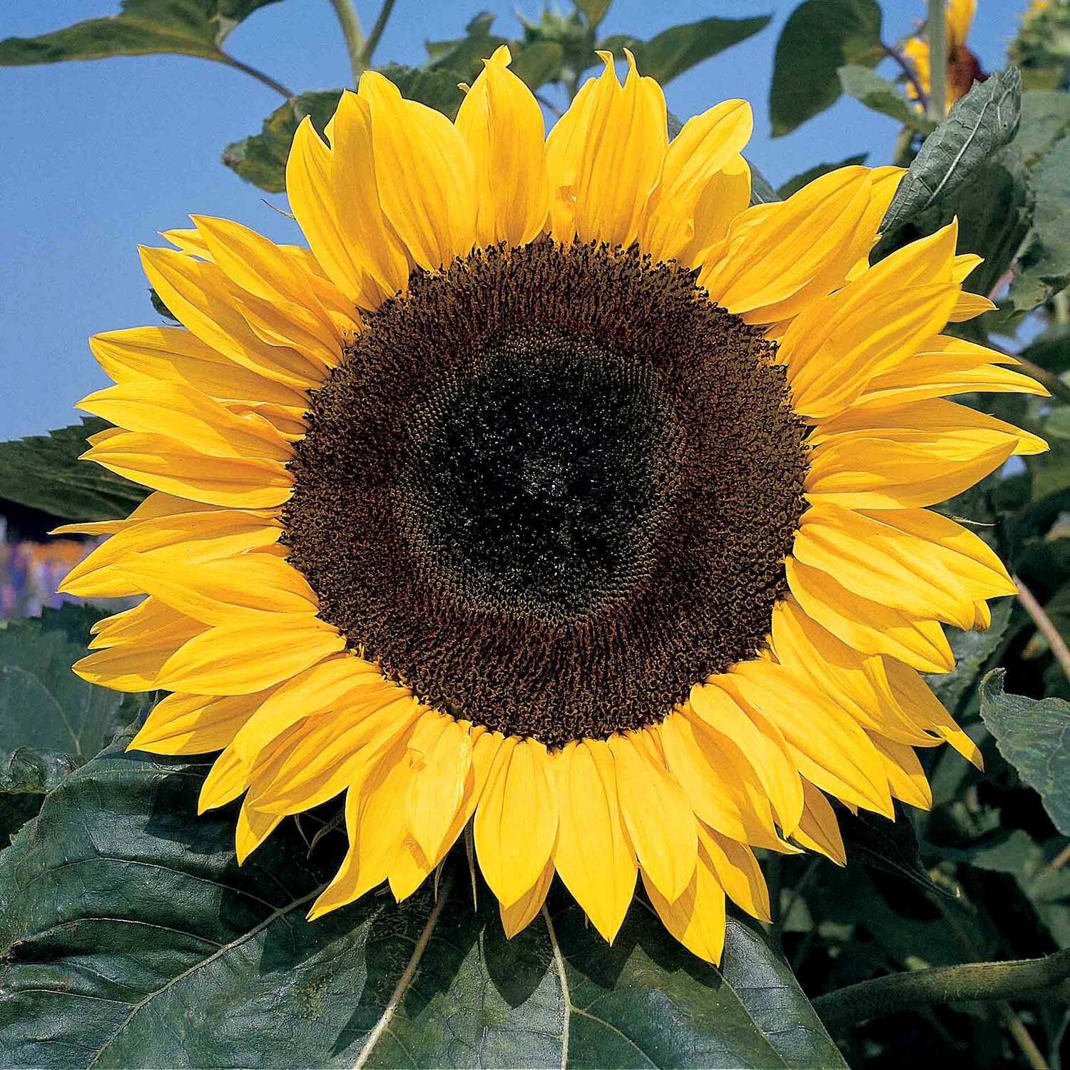Unwins Sunflower Seeds 'Giant Single' - Green