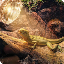 reptile heat lamps