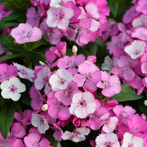 Dianthus Sweet William Dart Raspberry Autumn Bedding Plant 9cm