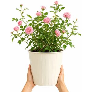 Plants By Post 5L Happy Retirement Pink Rose Bush A