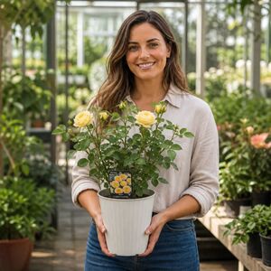Plants By Post 3L Golden Wedding Yellow Rose Bush A