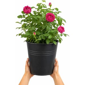 Plants By Post 5L Let's Celebrate Dark Pink Rose Bush B