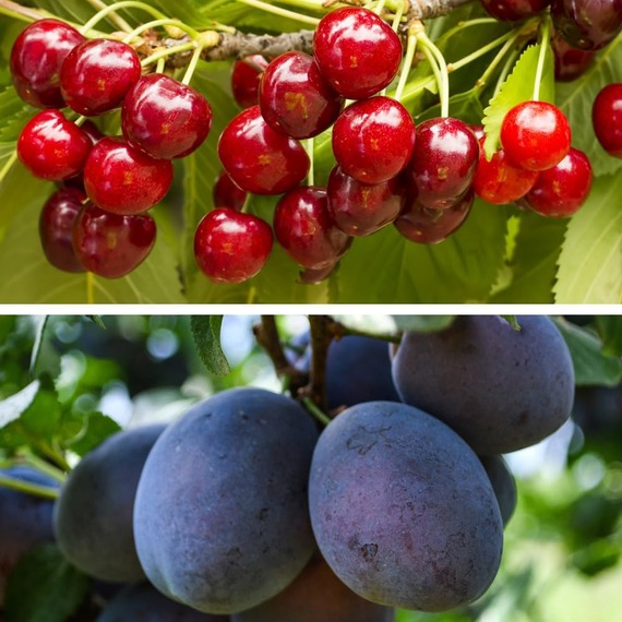 Dwarf Plum And Cherry Fruit Tree Collection