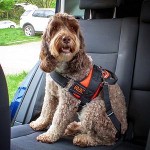 RAC In case Harness Connector Strap for Seatbelt