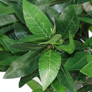 Pair of  Twisted Trunk Artificial Topiary Bay Laurel Ball Trees