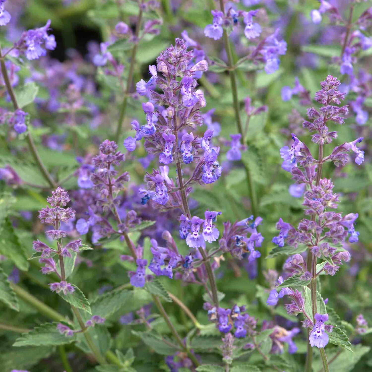 Marshalls Garden Nepeta 'Junior Walker' - Compact Hardy Scented Perennial For Small Gardens - Blue / 6