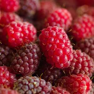 Loganberry 'LY654'