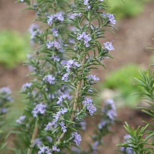 Set of 3 Rosemary Miss Jessopps Upright 9cm Pot Herb Garden Plant