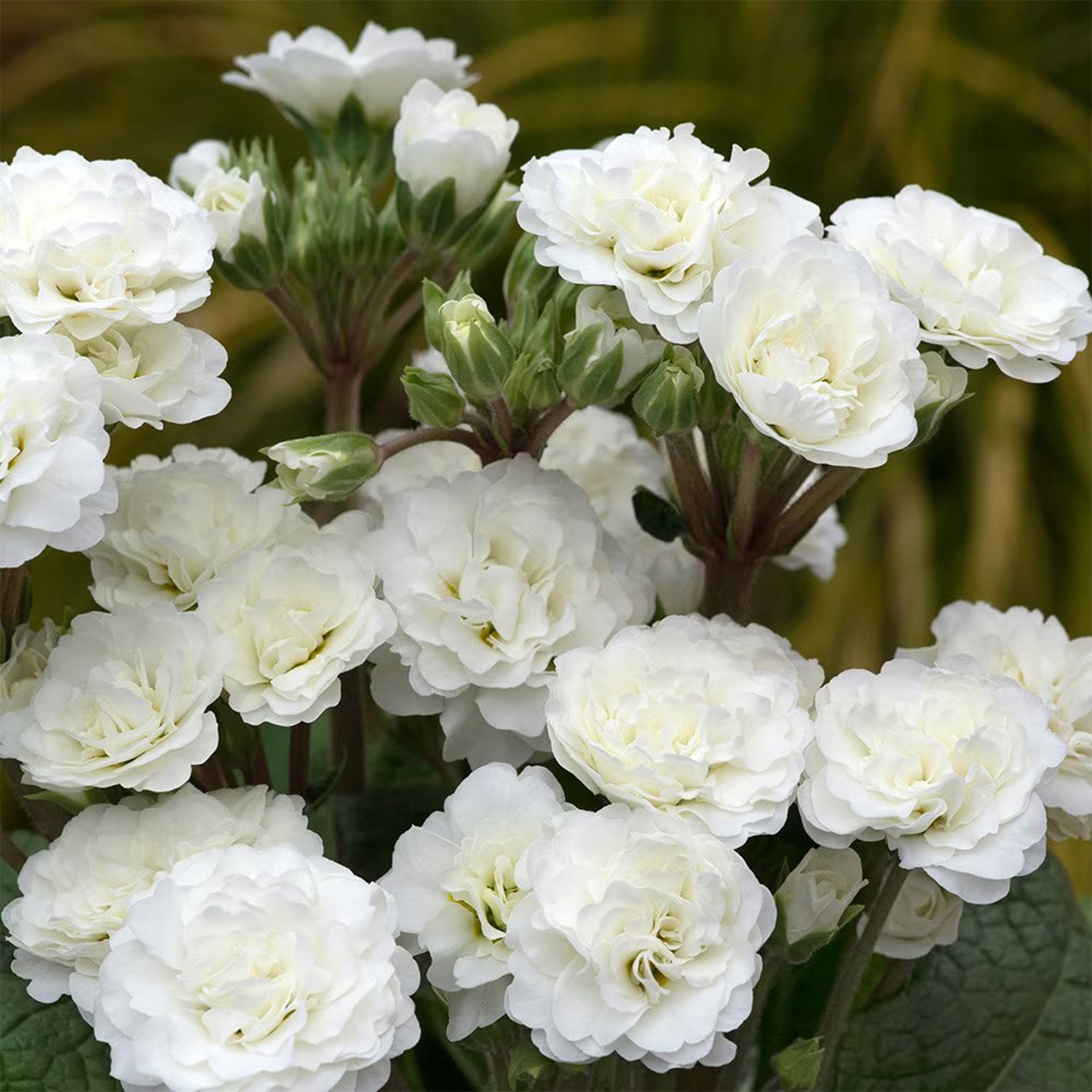 Primrose Pollyanna Frosty White Autumn Bedding Plant 9Cm Pot - White