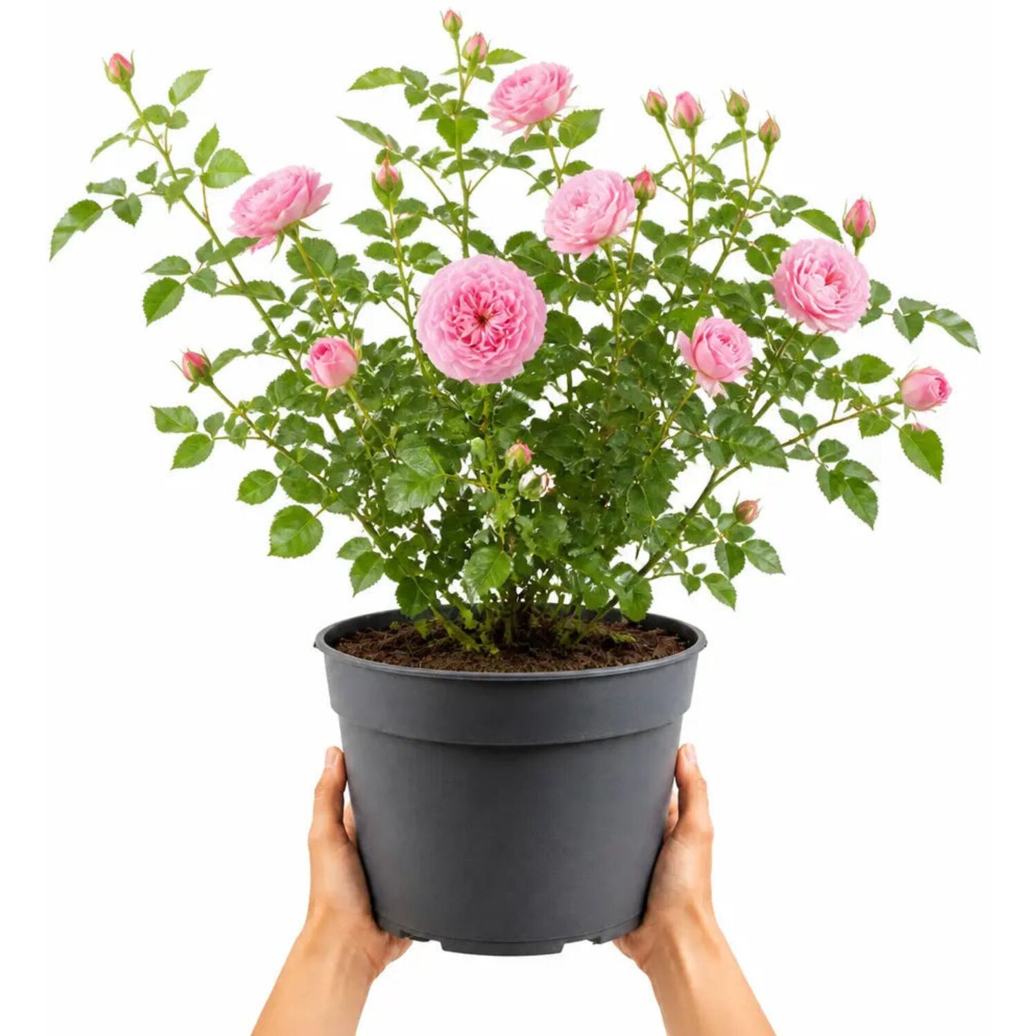Plants By Post 5L Happy Retirement Pink Rose Bush B - Pink