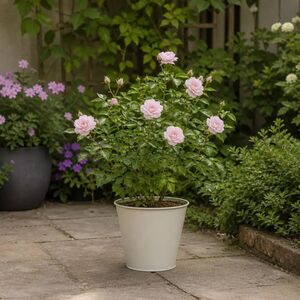 Plants By Post 3L Happy Silver Wedding Light Pink Rose Bush