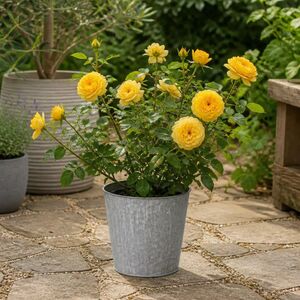 Plants By Post 3L Golden Wedding Yellow Rose Bush D