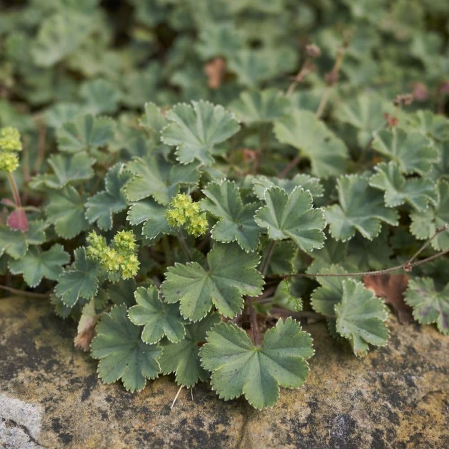 B&Q - Alchemilla Erythropoda 3 Litre Potted Plant X 1 - Image 4
