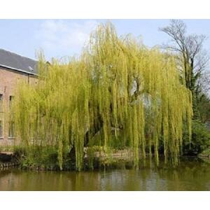 Salix Chrysocoma Weeping Willow Tree, 6ft, 12L Pot by Directplants