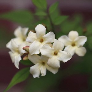 Jasminum Officinale Devon Cream White Flowering Climbing Plant