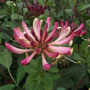 Lonicera Periclymenum Rhubarb and Custard Burgundy Vine Plant