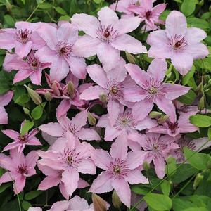 Clematis Hagley Hybrid Pink Flowering Vine Climbing Plant