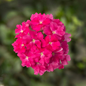 Verbena Lanai Deep Pink 3 x 9cm Pots - Colourful Garden Bedding Plant