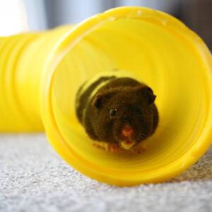 Small Animal Tuff Tube