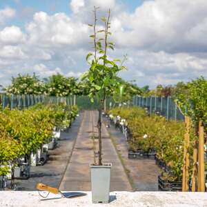 Marshalls Garden Patio Pear 'Conference' on Quince A Rootstock